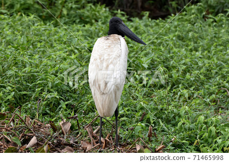 Jabiru (Pantanal, Brazil) 71465998
