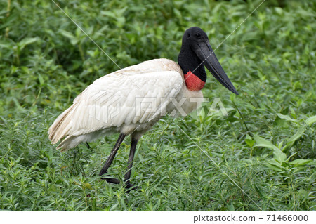 Jabiru (Pantanal, Brazil) Jabiru (Pantanal, Brazil) 71466000