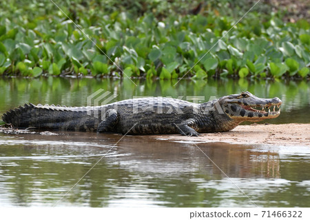 Paraguay Caiman (Pantanal, Brazil) Paraguay Caiman (Pantanal, Brazil) 71466322