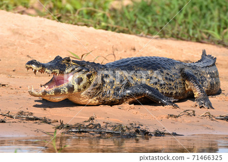 Paraguay Caiman (Pantanal, Brazil) Paraguay Caiman (Pantanal, Brazil) 71466325