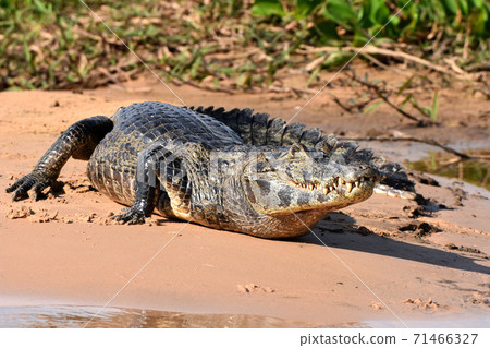 Paraguay Caiman (Pantanal, Brazil) Paraguay Caiman (Pantanal, Brazil) 71466327