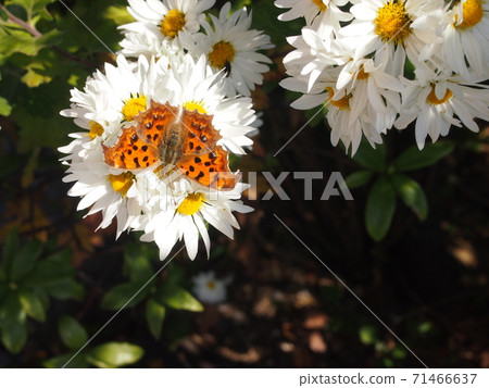 Chrysanthemum flowers and butterflies 71466637