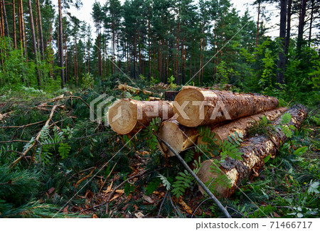 Piled pine tree logs  in forest. Stacks of cut wood. Wood logs, timber logging, destruction 71466717