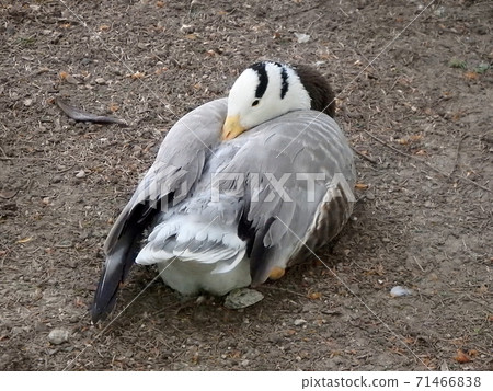 Bar-headed goose 71466838