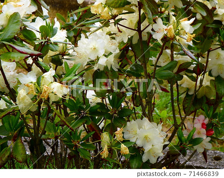 Natural flower background Natural flower background 71466839