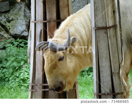 Golden takin Golden takin 71466985