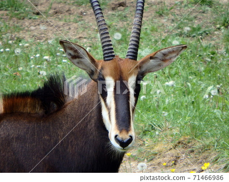 Sable antelope 71466986