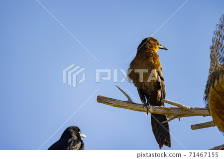 Close up shot of cute Brewer's blackbird 71467155