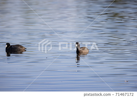 Sunny view of Eurasian coot bird swimming in a pond Sunny view of Eurasian coot bird swimming in a pond 71467172
