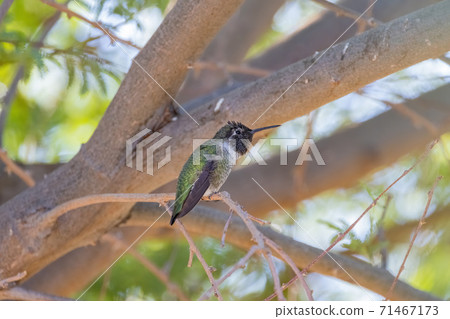 Close up shot of cute hummingbird resting on brunch Close up shot of cute hummingbird resting on brunch 71467173