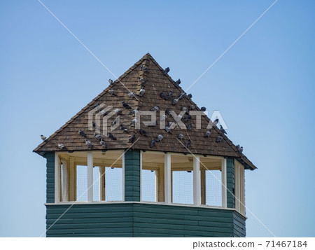 Many pigeons sitting on a roof in the Floyd Lamb Park 71467184