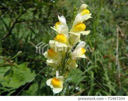 common toadflax - flower common toadflax - flower 71467304