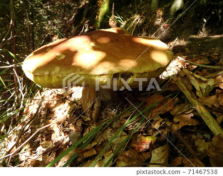 Boletus in the forest - eating mushroom Boletus in the forest - eating mushroom 71467538