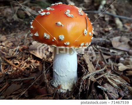 Spotted toadstool in the forest - poisonous mushroom 71467539