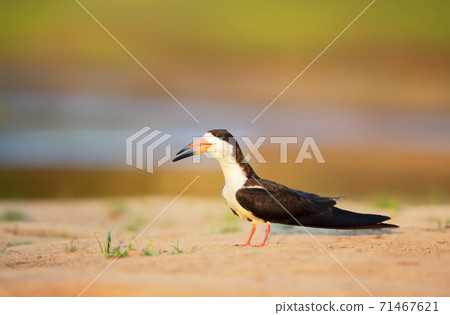 Close up of a black skimmer on a river bank at sunset 71467621