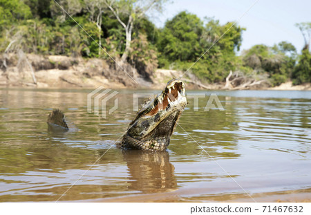 Close up of a Yacare caiman in a river with a tail up 71467632