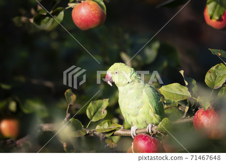Close-up of a Ring-necked Parakeet eating apples on an apple tree Close-up of a Ring-necked Parakeet eating apples on an apple tree 71467648