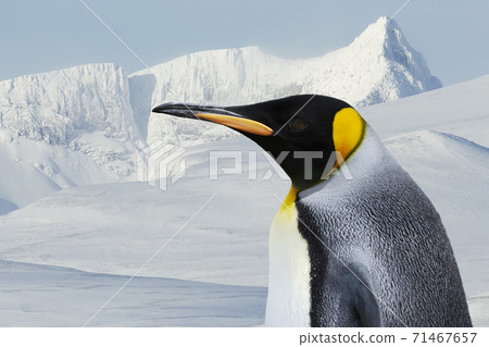 Portrait of a King Penguin against white snowy mountains in winter 71467657