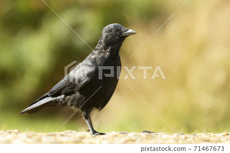 Close up of a Carrion crow against clear colorful background 71467673