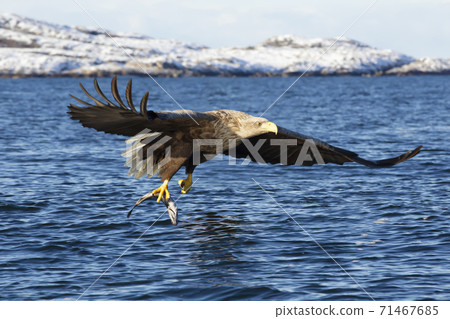 White-tailed eagle in flight with a caught fish White-tailed eagle in flight with a caught fish 71467685