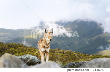 Rare and endangered Ethiopian wolf standing in the highlands of Bale mountains, Ethiopia 71467690