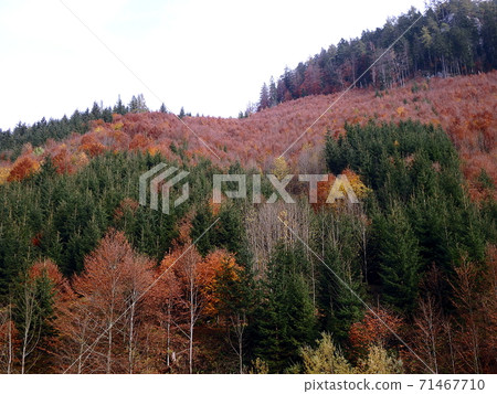 Beautiful autumn mixed forest 71467710