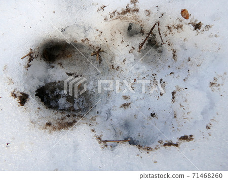 Wild boar track in the snow, Wild boar track in the snow, 71468260