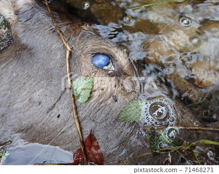 deer torn wolves, 71468271