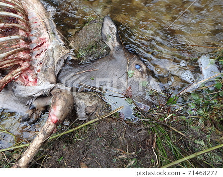 deer torn wolves, 71468272