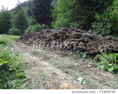 Biomass, Cut branches in forest, Branches in the forest, Felled timber stacked up, Biomass, Cut branches in forest, Branches in the forest, Felled timber stacked up, 71468348