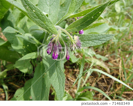 Violet flowers of Common comfrey or true comfrey (Symphytum officinale, slippery-root, Quaker comfrey, cultivated comfrey) Violet flowers of Common comfrey or true comfrey (Symphytum officinale, slippery-root, Quaker comfrey, cultivated comfrey) 71468349