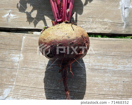 Beetroot in the garden (Beta vulgaris) table, garden, sugar, red, dinner or golden beet Beetroot in the garden (Beta vulgaris) table, garden, sugar, red, dinner or golden beet 71468352