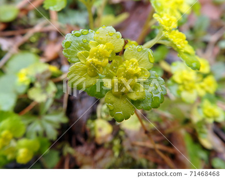 Yellow spring forest flower 71468468