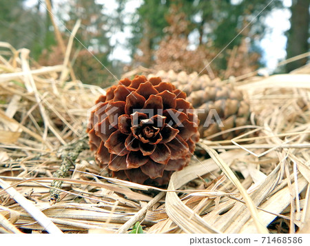 spruce cones - background spruce cones - background 71468586