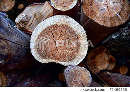 Large quantity of cut and stacked pine timber in forest for transported. Large quantity of cut and stacked pine timber in forest for transported. 71469266