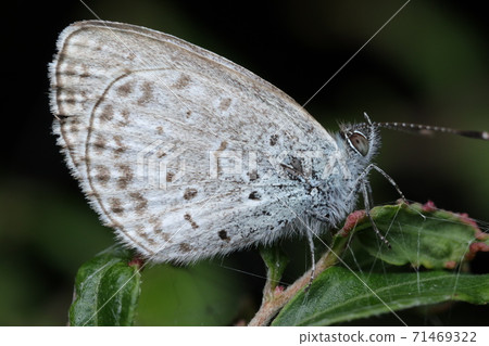 Early morning pale grass blue Early morning pale grass blue 71469322
