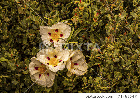 rockrose gum flower and the environment. spain rockrose gum flower and the environment. spain 71469547