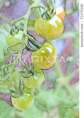 露天產品的“迷你番茄”彩色鉛筆素描風格，可以在早晨的陽光下生動地生長並很快達到收割期 71470286