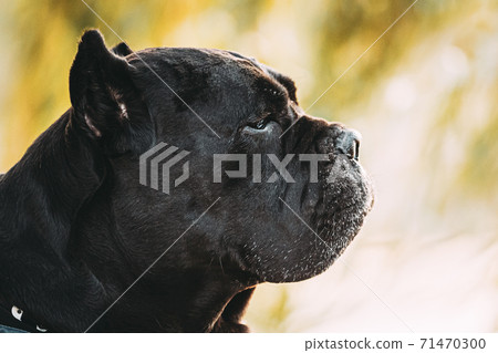 Black Cane Corso Dog Sitting Near Lake Under Tree Branches. Dog Wears In Warm Clothes. Big Dog Breeds. Close Up Portrait 71470300