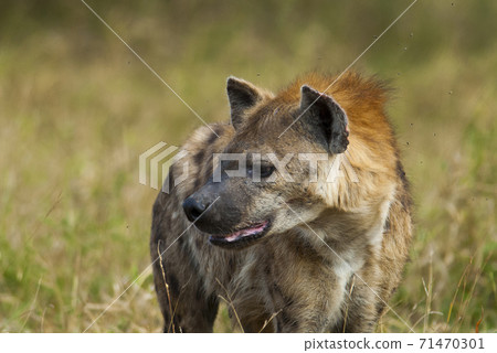 Hyena South Africa 71470301