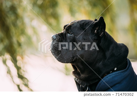Black Cane Corso Dog Sitting Near Lake Under Tree Branches. Dog Wears In Warm Clothes. Big Dog Breeds. Close Up Portrait Black Cane Corso Dog Sitting Near Lake Under Tree Branches. Dog Wears In Warm Clothes. Big Dog Breeds. Close Up Portrait 71470302