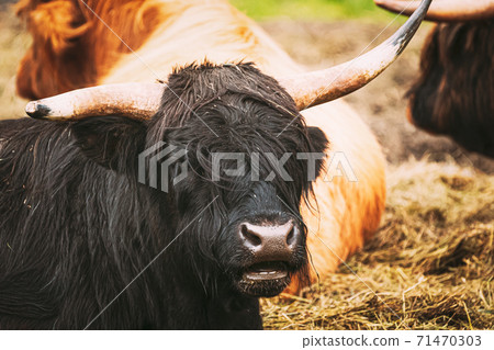 Black Highland Cattle Cow Graze On A Summer Livestock Pasture. Scottish Cattle Breed In Summer Day. Close Up 71470303