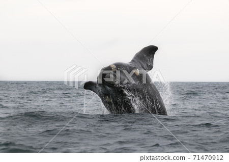 Orca Patagonia , Argentina 71470912