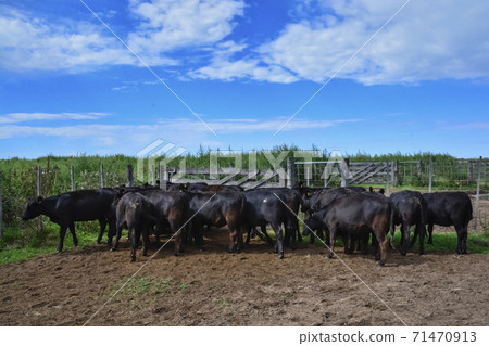 Cow la pampa, Argentina 71470913