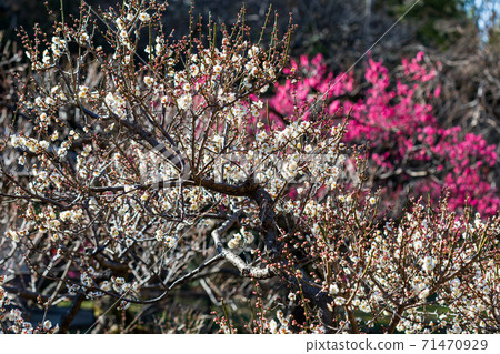 Plum blossoms blooming in the plum grove in early spring 71470929
