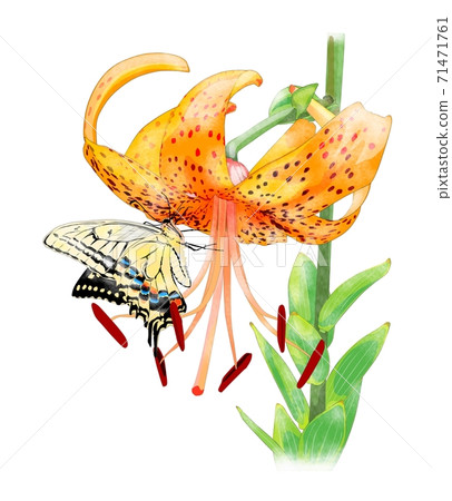 蝴蝶棲息在惡魔百合上 71471761