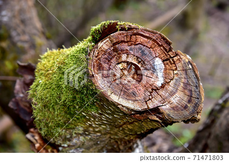 Old dry tree trunk covered with mold moss. Old dry tree trunk covered with mold moss. 71471803