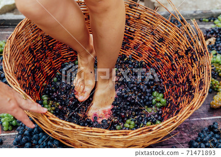 Doing wine ritual,Female feet crushing ripe grapes in a bucket to make wine after harvesting grapes 71471893