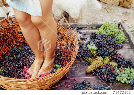 Woman crushes her feet to grapes to produce grape juice and wine 71472102