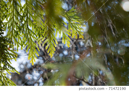 Hiba Asunaro, Nikko City, Tochigi Prefecture (December) Hiba Asunaro, Nikko City, Tochigi Prefecture (December) 71472190